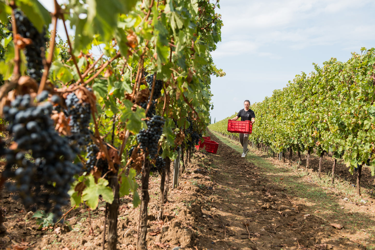 Vini e sapori del territorio di Bolgheri
